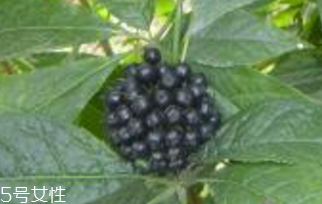 刺五加是什么？什么是刺五加？