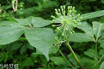 刺五加可以炒雞蛋嗎？刺五加怎么炒雞蛋？