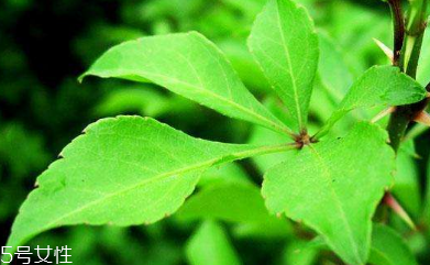 刺五加可以炒雞蛋嗎？刺五加怎么炒雞蛋？