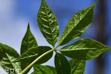 刺五加是寒性的嗎？刺五加不是寒性的