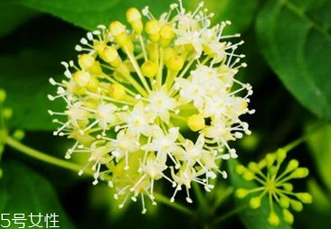 刺五加是寒性的嗎？刺五加不是寒性的