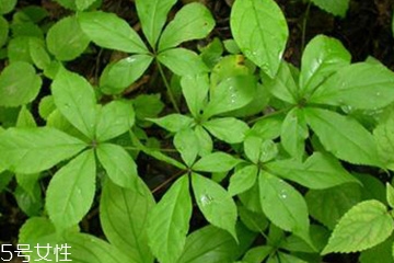 刺五加的別名 刺五加還有其他的名字嗎？