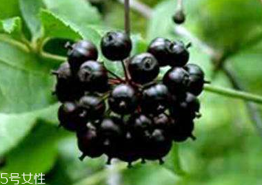 刺五加的別名 刺五加還有其他的名字嗎？