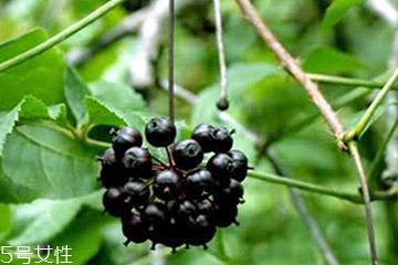 刺五加能治失眠嗎？刺五加能治療動脈硬化嗎？