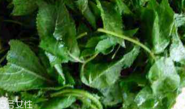 刺五加能治失眠嗎？刺五加能治療動脈硬化嗎？