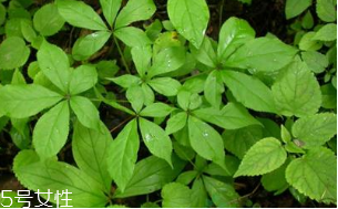 刺五加能治失眠嗎？刺五加能治療動脈硬化嗎？