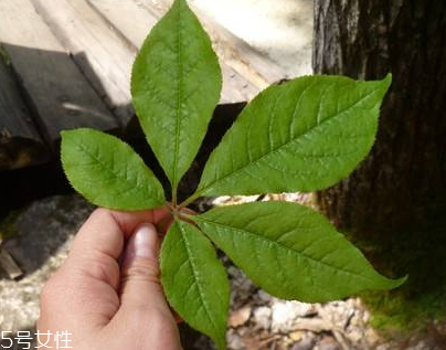 刺五加能做菜嗎？刺五加怎么做菜？