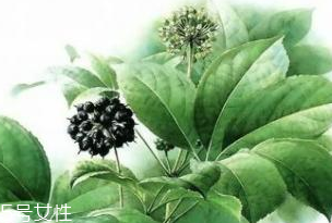 刺五加能做菜嗎？刺五加怎么做菜？