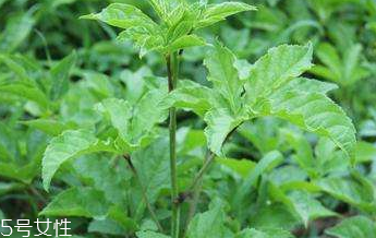 刺五加是不是五加皮？刺五加和五加皮的區(qū)別