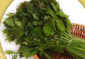 刺五加能生吃嗎？刺五加不能生吃