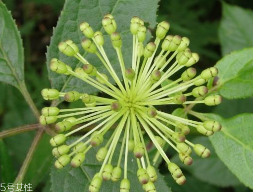 刺五加能生吃嗎？刺五加不能生吃