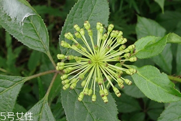 刺五加和枸杞泡水好嗎？刺五加能和枸杞泡水嗎？