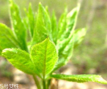 刺五加和枸杞泡水好嗎？刺五加能和枸杞泡水嗎？
