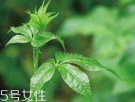 刺五加和枸杞泡水好嗎？刺五加能和枸杞泡水嗎？