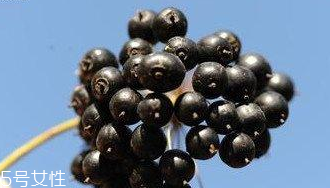 刺五加能給孕婦吃嗎？孕婦能吃刺五加嗎？