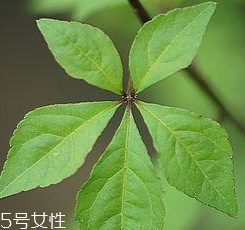 刺五加能給孕婦吃嗎？孕婦能吃刺五加嗎？