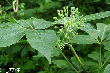 刺五加的最佳搭配 刺五加搭配什么最好？