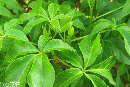 刺五加的最佳搭配 刺五加搭配什么最好？