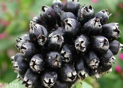 刺五加的最佳搭配 刺五加搭配什么最好？