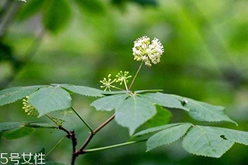 刺五加和谷維生素能一起吃嗎？