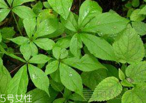 刺五加和谷維生素能一起吃嗎？