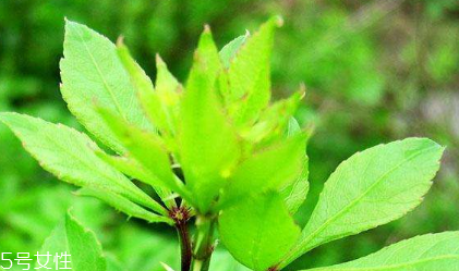 刺五加和谷維生素能一起吃嗎？