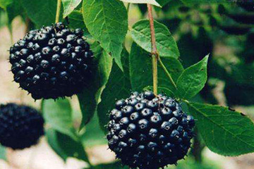 刺五加和什么一起泡水好？刺五加泡什么好？