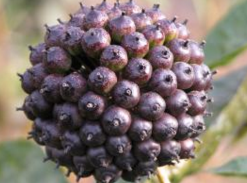 刺五加和什么一起泡水好？刺五加泡什么好？