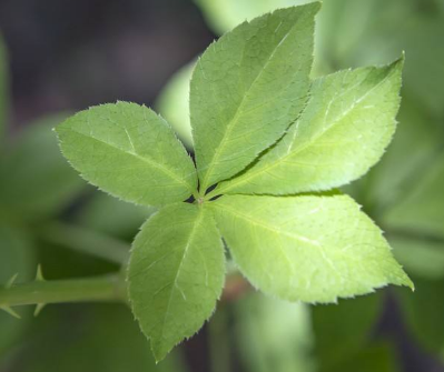 刺五加和什么一起泡水好？刺五加泡什么好？