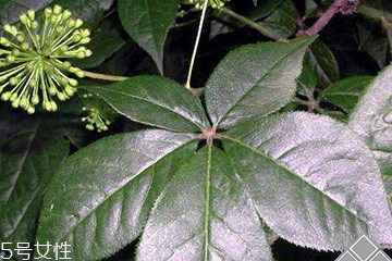 刺五加經(jīng)常喝會(huì)怎樣？刺五加能天天喝嗎？