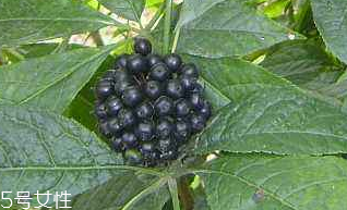 刺五加經(jīng)常喝會(huì)怎樣？刺五加能天天喝嗎？