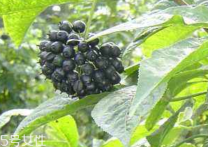 刺五加經(jīng)常喝會(huì)怎樣？刺五加能天天喝嗎？