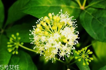 刺五加的做法 刺五加怎么做？