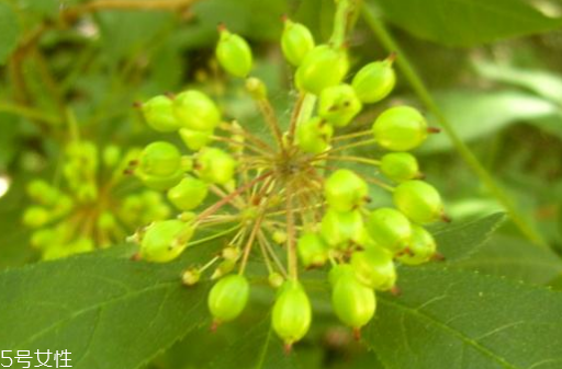 刺五加的做法 刺五加怎么做？