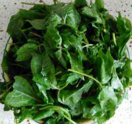 刺五加的好處 刺五加對(duì)人體有什么好處？