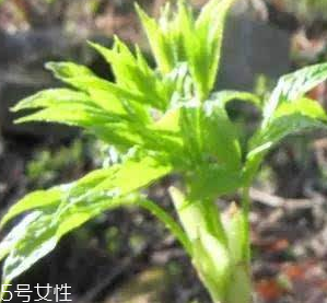 刺五加的好處 刺五加對(duì)人體有什么好處？