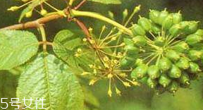 刺五加的選購技法 怎么挑選刺五加？