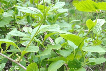 刺五加的食用禁忌 吃刺五加要注意什么？