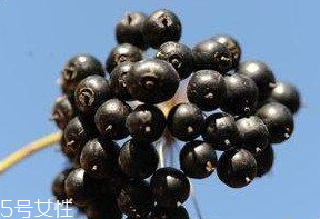 刺五加的食用禁忌 吃刺五加要注意什么？