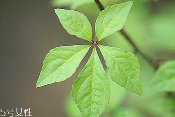 刺五加能泡酒嗎？刺五加怎么泡酒？