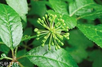 刺五加能泡酒嗎？刺五加怎么泡酒？