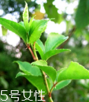 刺五加能泡酒嗎？刺五加怎么泡酒？