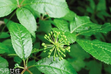 刺五加的禁忌人群 刺五加不適合哪些人吃？