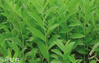 刺五加的禁忌人群 刺五加不適合哪些人吃？