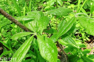 刺五加的食用方法 刺五加怎么吃？