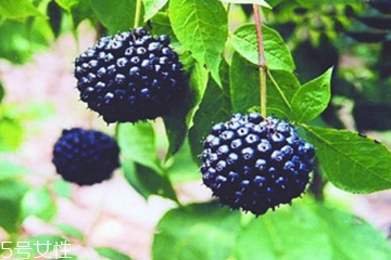 刺五加是發(fā)物嗎？刺五加不是發(fā)物