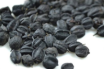 刺五加是發(fā)物嗎？刺五加不是發(fā)物