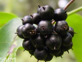 刺五加是發(fā)物嗎？刺五加不是發(fā)物