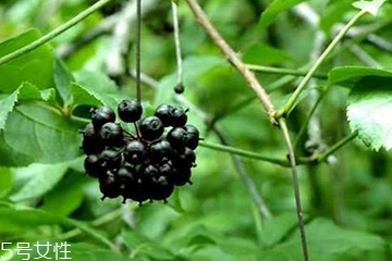 刺五加怎么吃？刺五加有什么用？