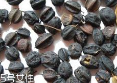 刺五加怎么吃？刺五加有什么用？